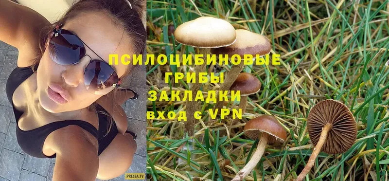 Галлюциногенные грибы MAGIC MUSHROOMS  как найти закладки  Курчатов 